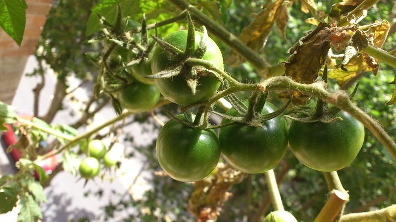 [Foto de planta, jardin, jardineria]