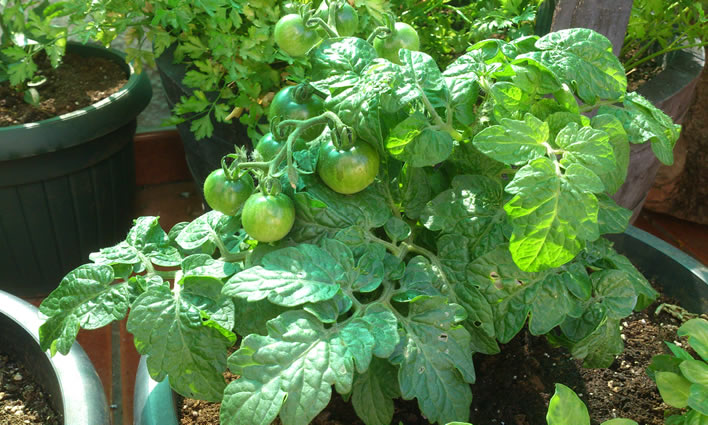 [Foto de planta, jardin, jardineria]