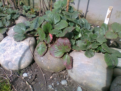 [Foto de planta, jardin, jardineria]