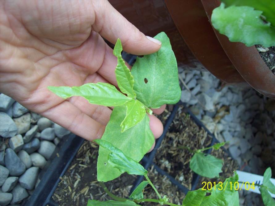 [Foto de planta, jardin, jardineria]