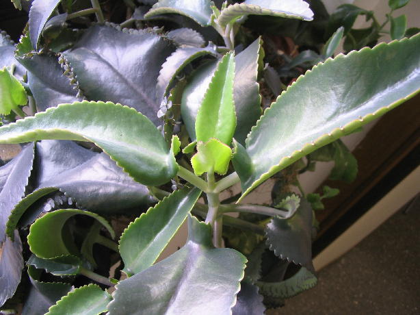 [Foto de planta, jardin, jardineria]