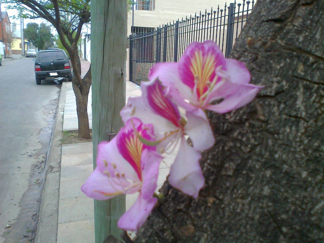 [Foto de planta, jardin, jardineria]