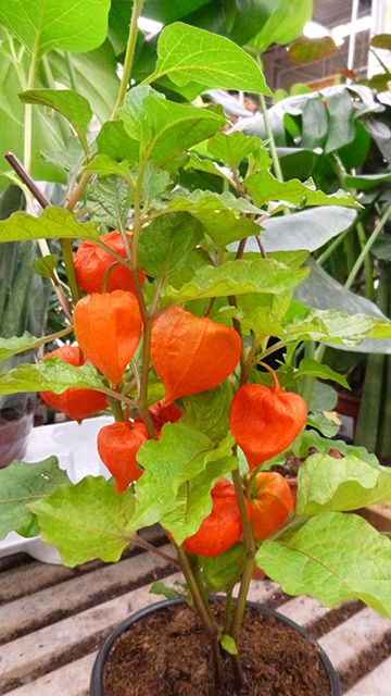 [Foto de planta, jardin, jardineria]