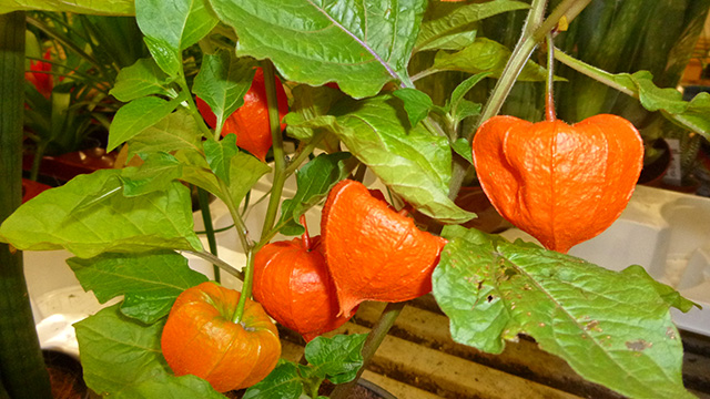 [Foto de planta, jardin, jardineria]