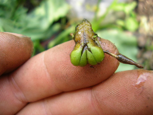 [Foto de planta, jardin, jardineria]