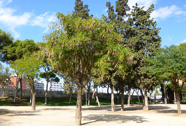 [Foto de planta, jardin, jardineria]