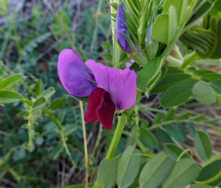 [Foto de planta, jardin, jardineria]