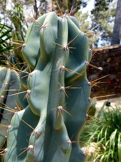 [Foto de planta, jardin, jardineria]