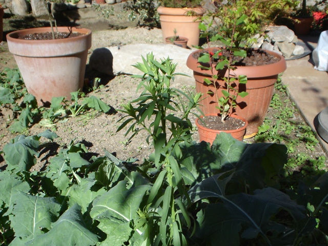 [Foto de planta, jardin, jardineria]