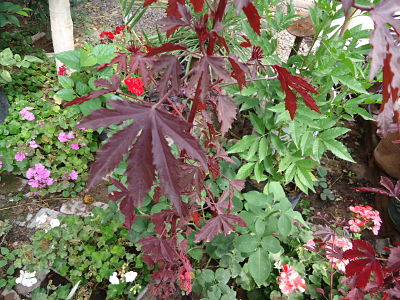 [Foto de planta, jardin, jardineria]