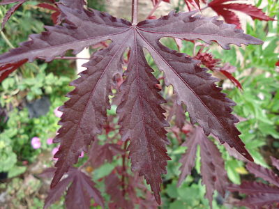 [Foto de planta, jardin, jardineria]