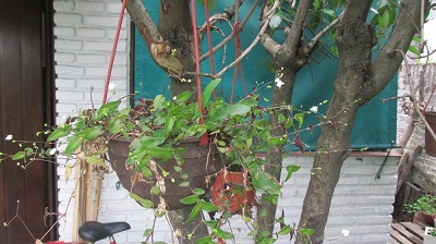 [Foto de planta, jardin, jardineria]