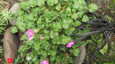 [Foto de planta, jardin, jardineria]