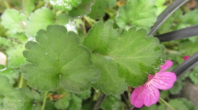 [Foto de planta, jardin, jardineria]