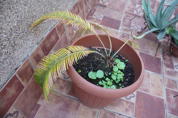 [Foto de planta, jardin, jardineria]