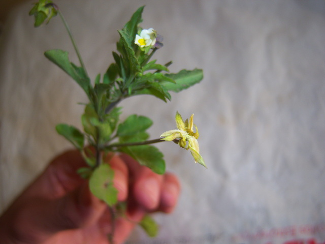 [Foto de planta, jardin, jardineria]