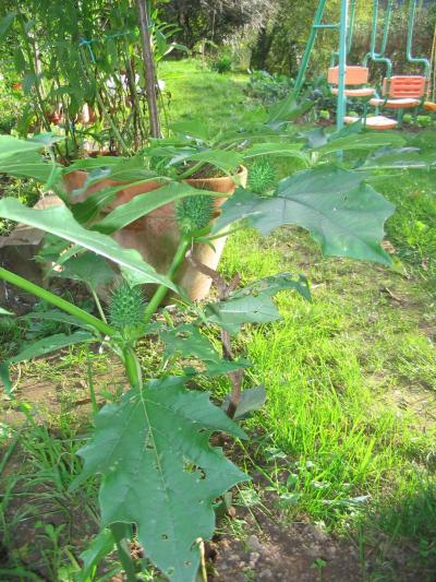 [Foto de planta, jardin, jardineria]