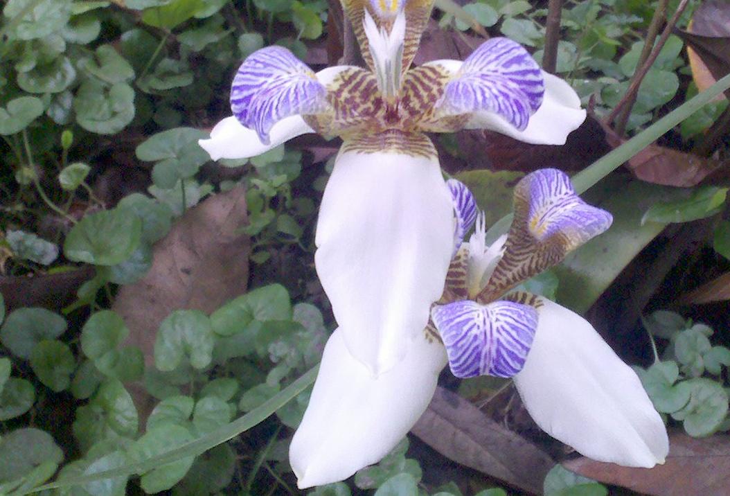 [Foto de planta, jardin, jardineria]