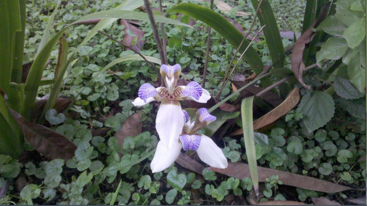 [Foto de planta, jardin, jardineria]