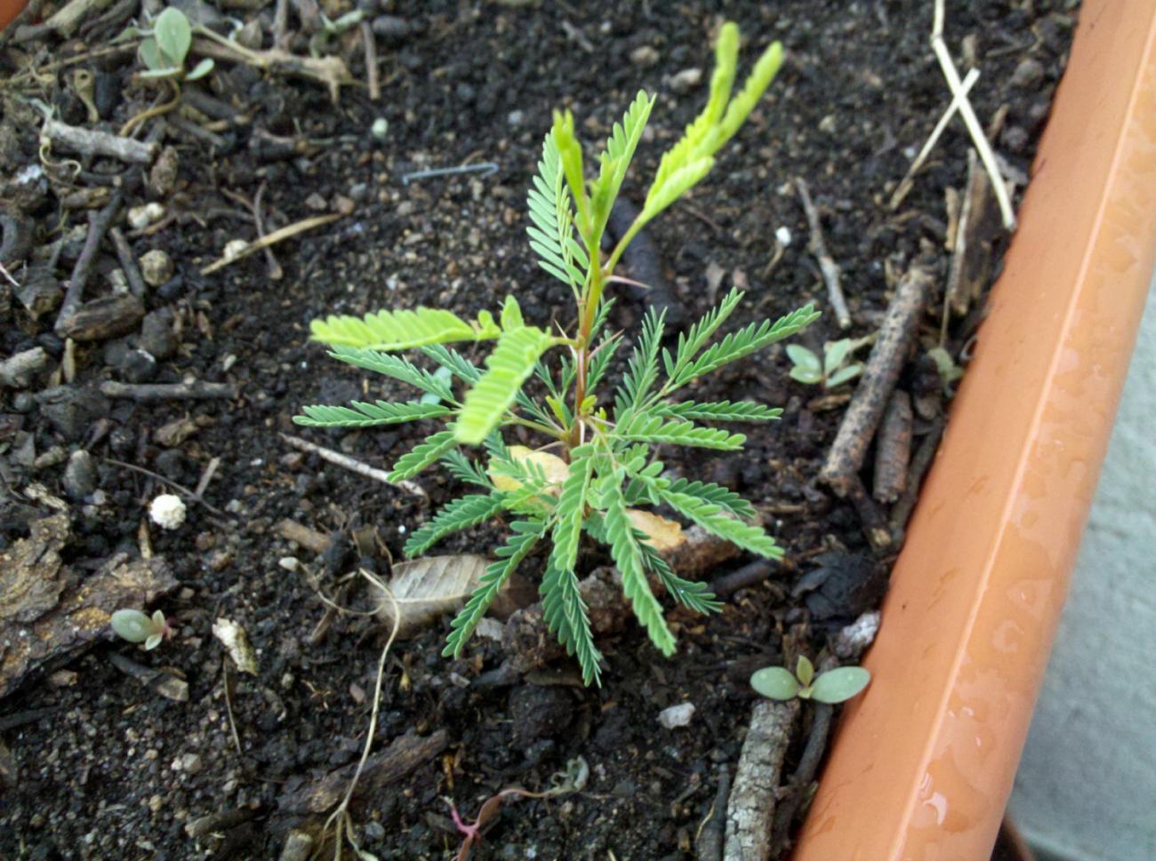 [Foto de planta, jardin, jardineria]