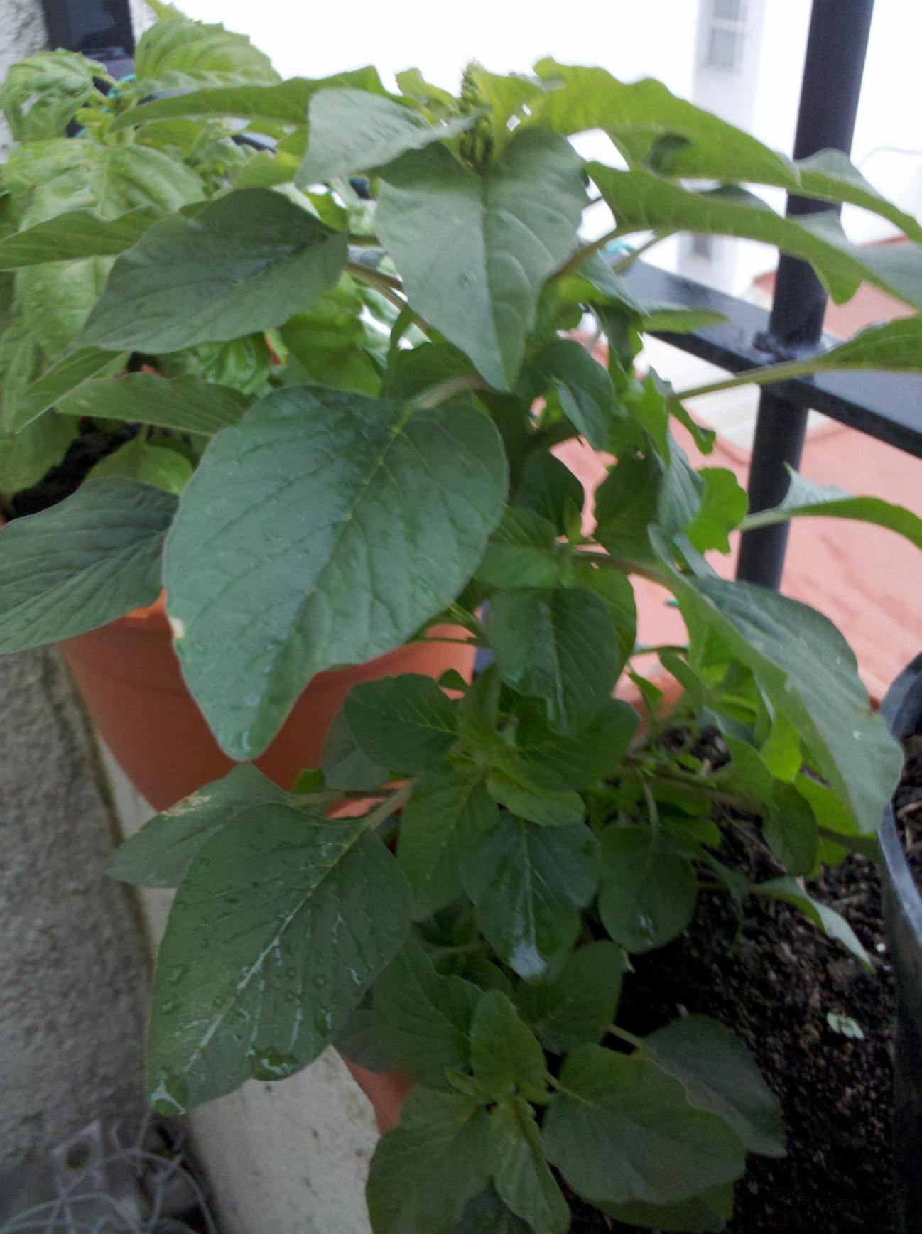 [Foto de planta, jardin, jardineria]