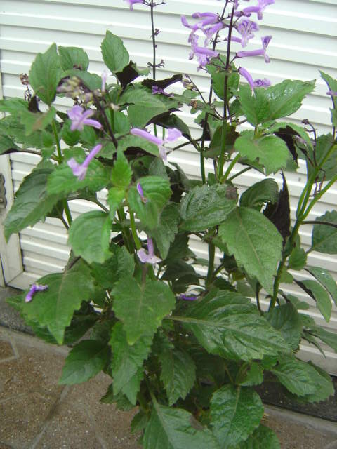 [Foto de planta, jardin, jardineria]