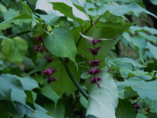 [Foto de planta, jardin, jardineria]