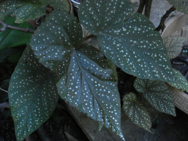 [Foto de planta, jardin, jardineria]