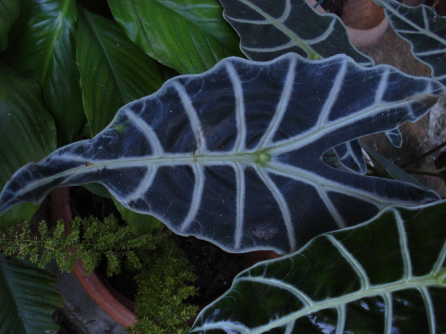 [Foto de planta, jardin, jardineria]