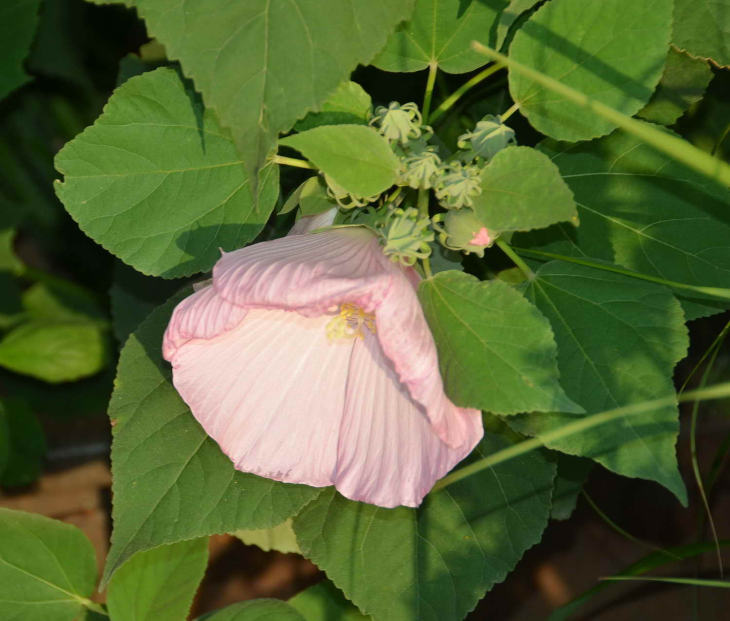 [Foto de planta, jardin, jardineria]