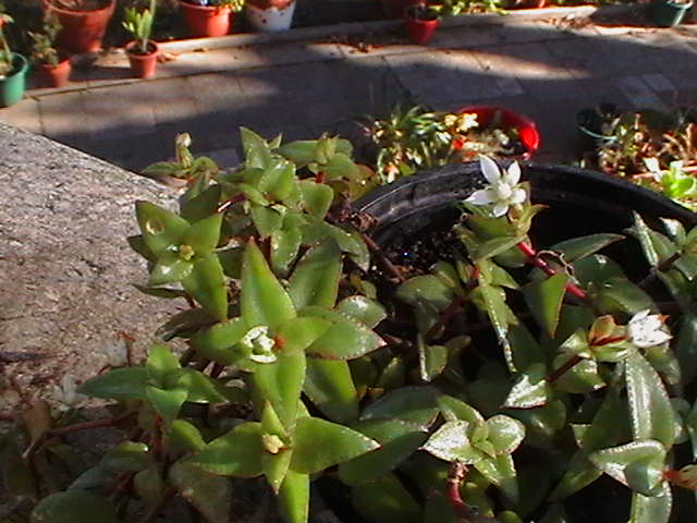 [Foto de planta, jardin, jardineria]