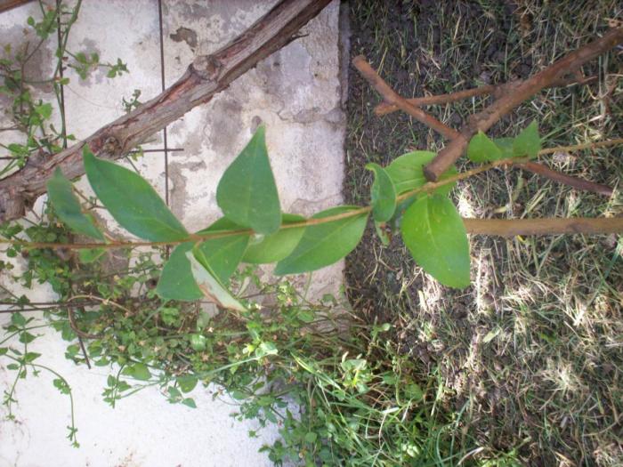 [Foto de planta, jardin, jardineria]