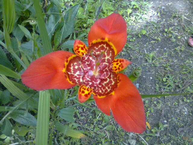 [Foto de planta, jardin, jardineria]