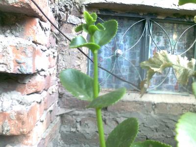 [Foto de planta, jardin, jardineria]