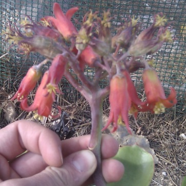 [Foto de planta, jardin, jardineria]