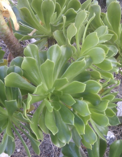 [Foto de planta, jardin, jardineria]