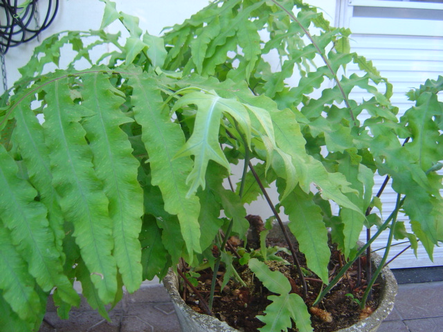 [Foto de planta, jardin, jardineria]