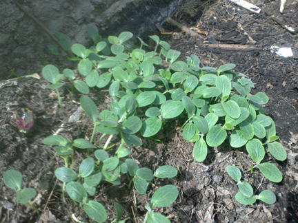 [Foto de planta, jardin, jardineria]