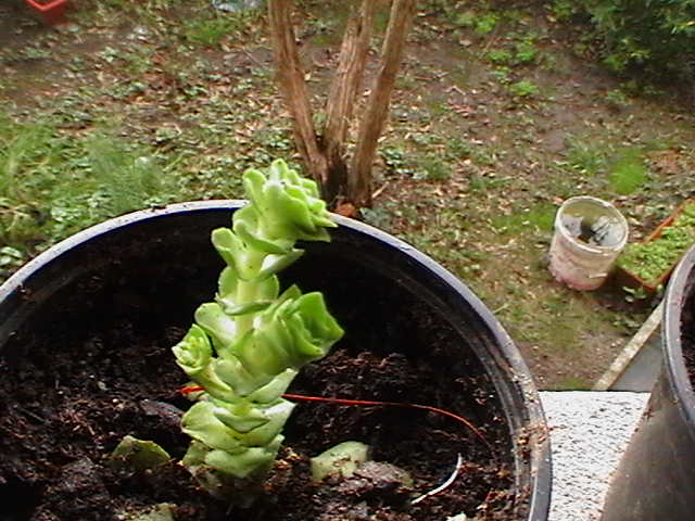 [Foto de planta, jardin, jardineria]