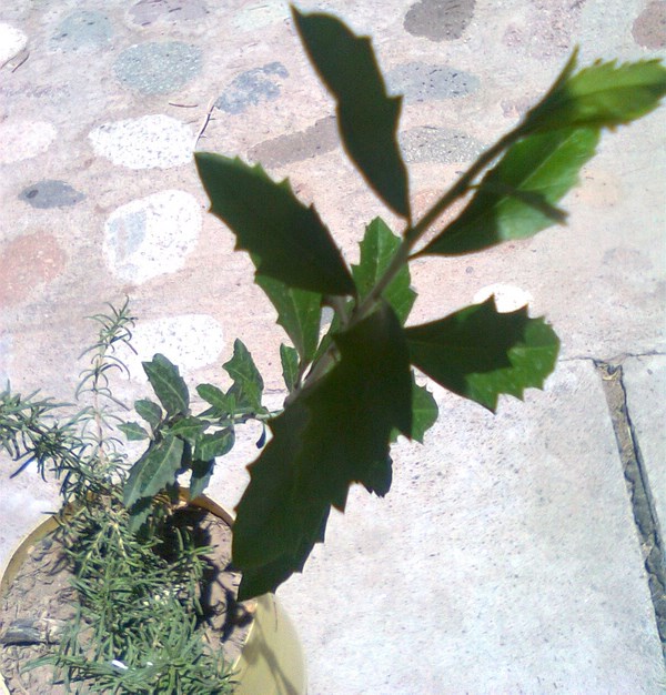 [Foto de planta, jardin, jardineria]