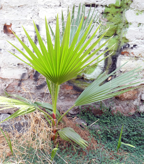 [Foto de planta, jardin, jardineria]