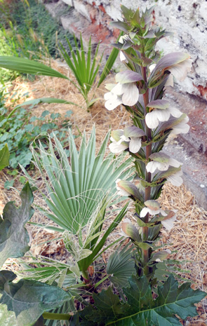 [Foto de planta, jardin, jardineria]