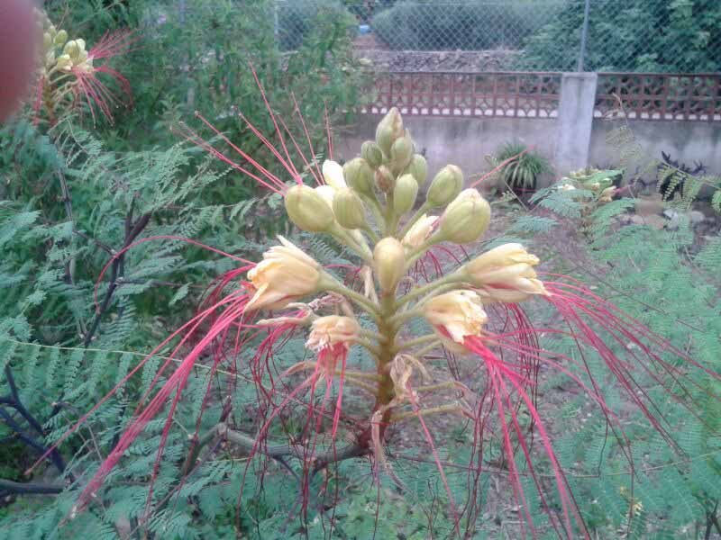 [Foto de planta, jardin, jardineria]