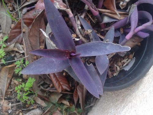 [Foto de planta, jardin, jardineria]