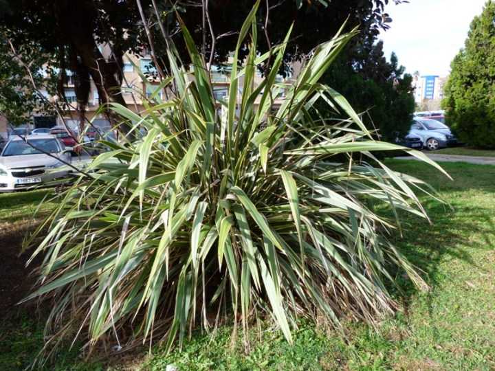 [Foto de planta, jardin, jardineria]