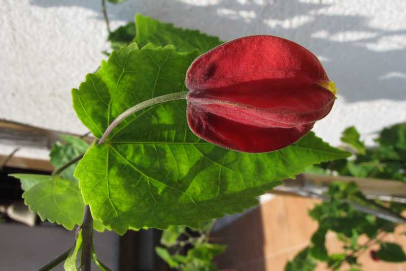 [Foto de planta, jardin, jardineria]