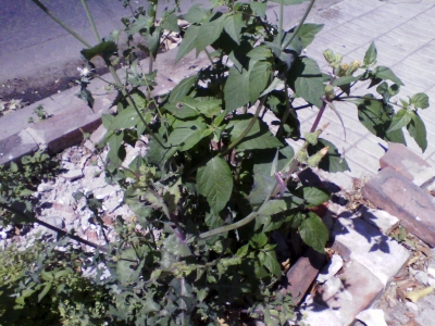 [Foto de planta, jardin, jardineria]