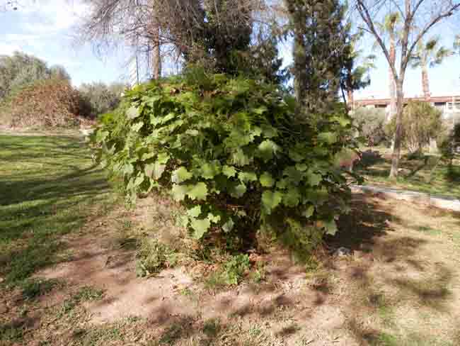 [Foto de planta, jardin, jardineria]