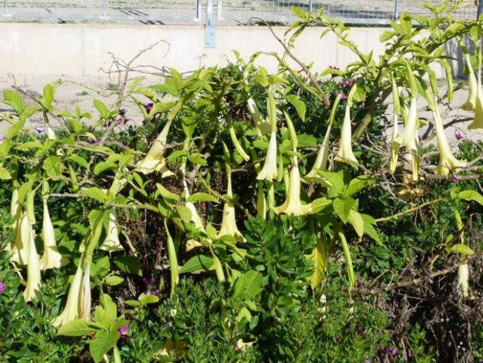 [Foto de planta, jardin, jardineria]