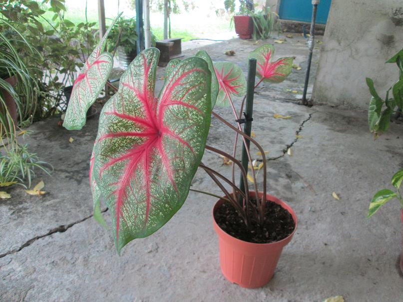 [Foto de planta, jardin, jardineria]